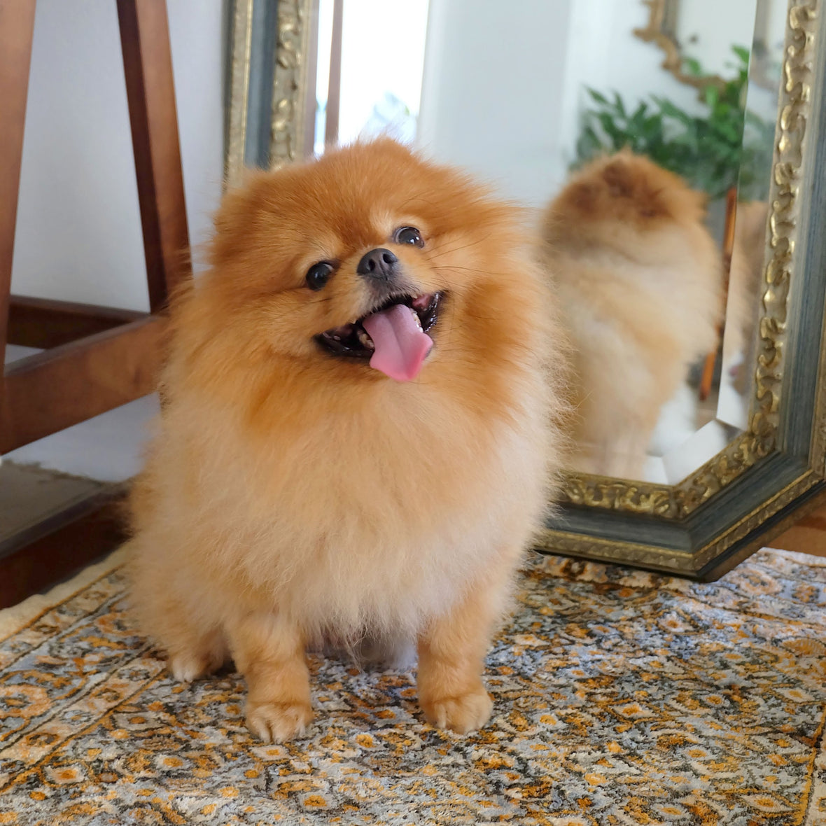 ๐๐ผ๐ ๐๐ผ ๐ ๐ฎ๐ธ๐ฒ ๐ฌ๐ผ๐๐ฟ ๐๐ผ๐ด ๐๐ป๐ท๐ผ๐ ๐๐ฟ๐๐๐ต๐ถ๐ป๐ด: ๐ฑ ๐ฆ๐ถ๐บ๐ฝ๐น๐ฒ ๐ง๐ถ๐ฝ๐๐ฆท