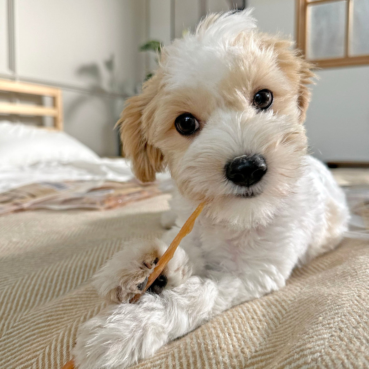 How do I keep my dog entertained while at work?๐ถ๐ผ