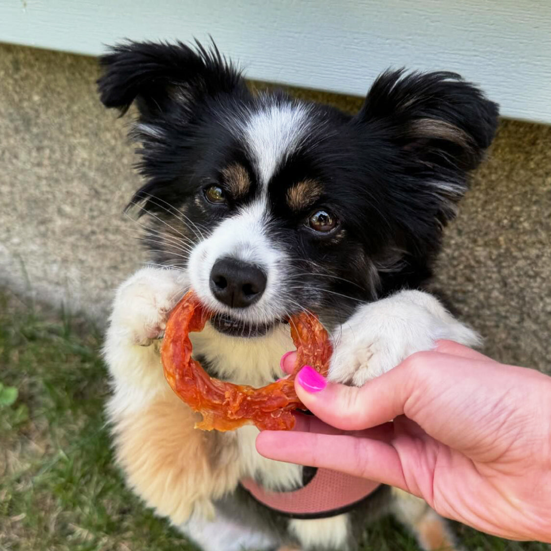 ๐๐ผ๐ ๐๐ผ ๐๐ต๐ผ๐ผ๐๐ฒ ๐๐ผ๐ด ๐ง๐ฟ๐ฒ๐ฎ๐๐?๐ง๐ต๐ฒ ๐๐ฒ๐ฎ๐น๐๐ต๐ถ๐ฒ๐๐ ๐ข๐ฝ๐๐ถ๐ผ๐ป๐ ๐ณ๐ผ๐ฟ ๐ฌ๐ผ๐๐ฟ ๐ฃ๐ฒ๐