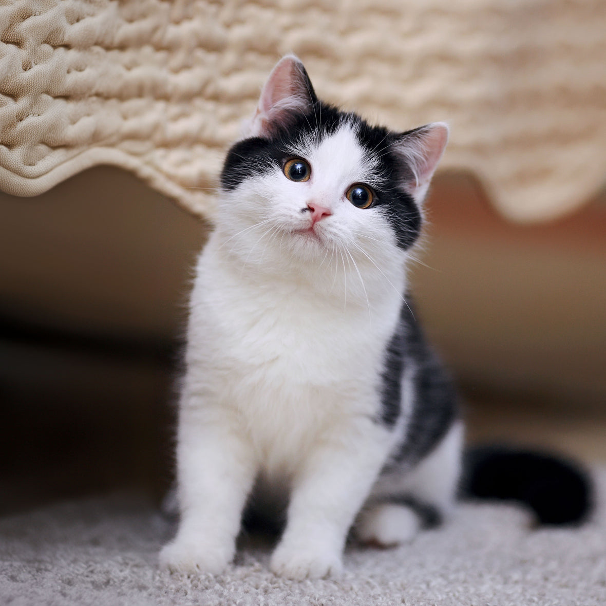 ๐ช๐ต๐ ๐ถ๐ ๐๐ผ๐๐ฟ ๐ฐ๐ฎ๐ ๐๐๐ฎ๐ฟ๐ถ๐ป๐ด ๐ฎ๐ ๐๐ผ๐? ๐ฑ๐