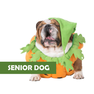 SENIOR DOG