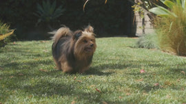 iPaw - Turkey Tendon for Dogs (Turkey Tots) - 0