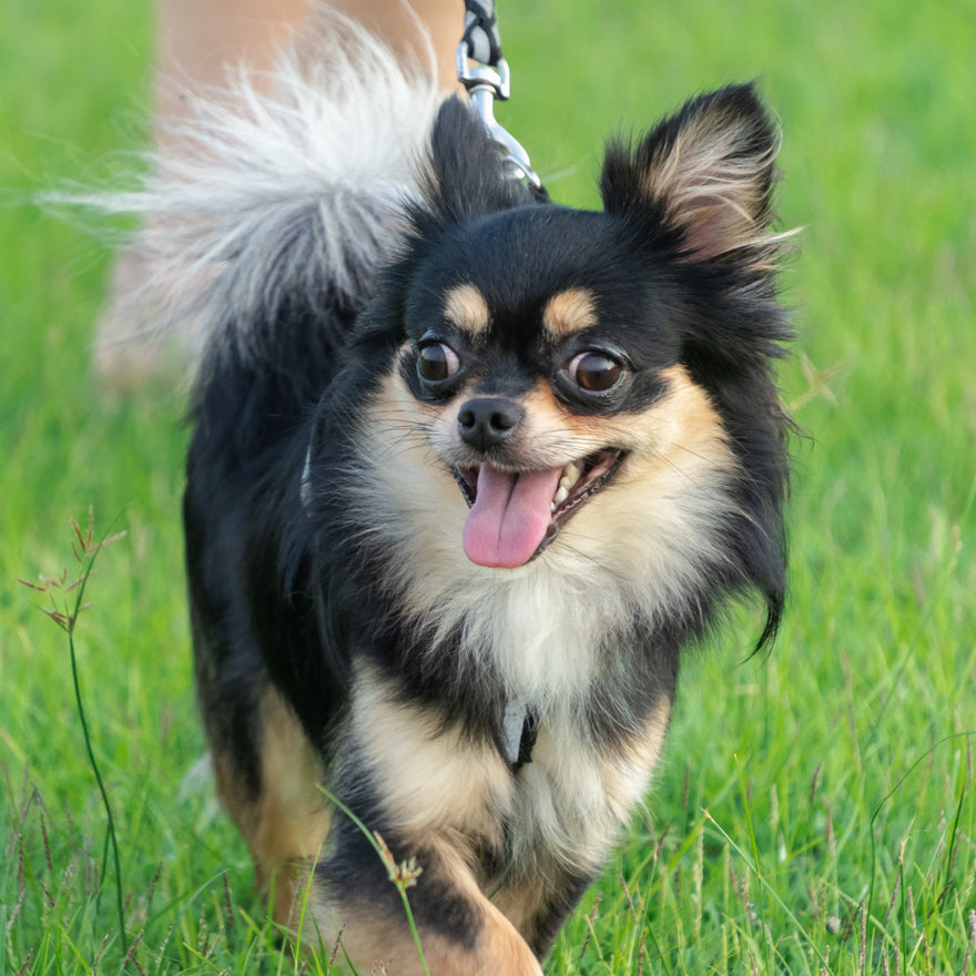 The Chihuahua’s Daily