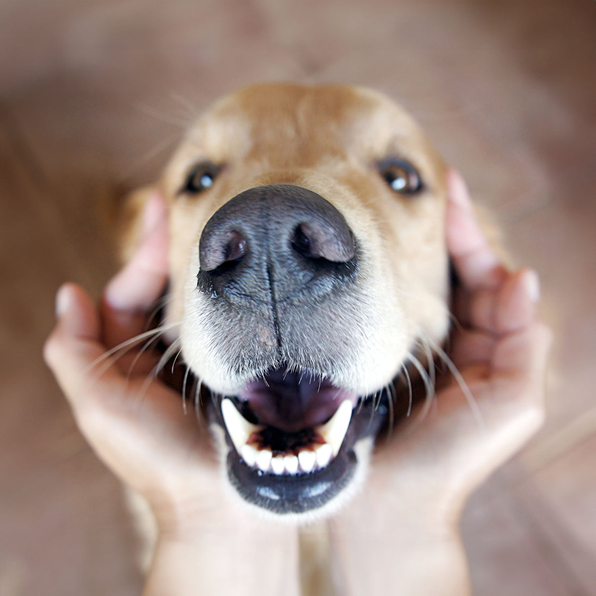 <span data-mce-fragment="1">Is the hassle of dogs not liking to brush their teeth a common concern? 🤔</span>