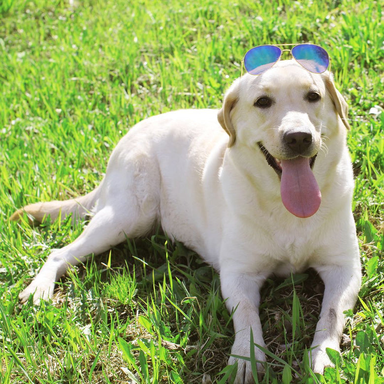 Do you LOVE Labrador Retriever?