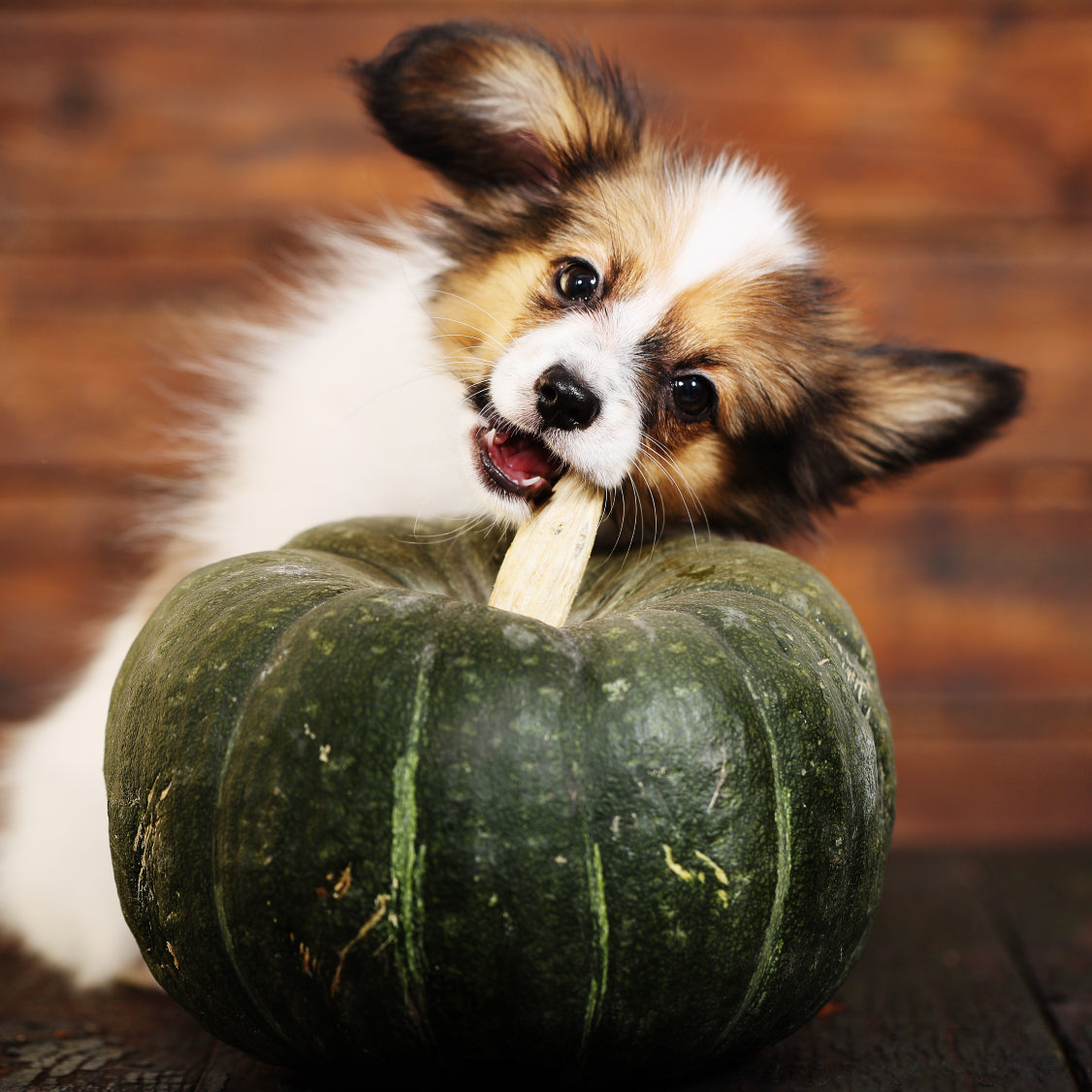 Is pumpkin good for dogs?!