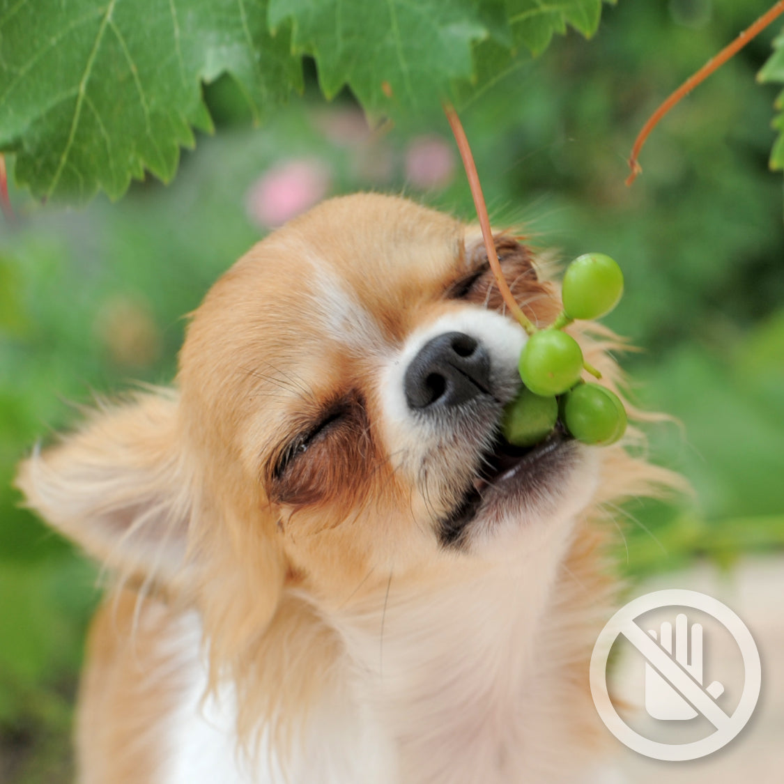 Toxic food for dogs