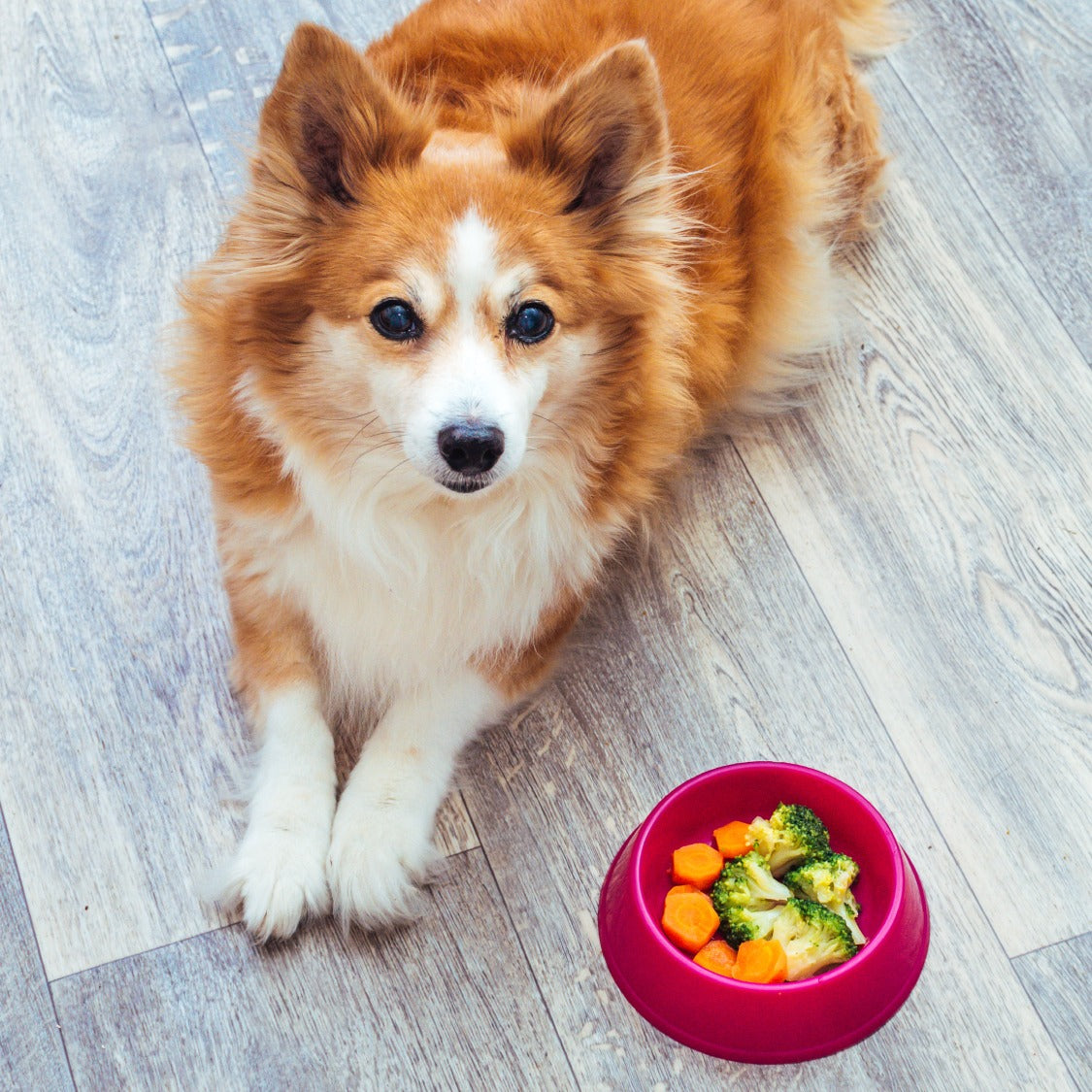 Did you know that certain vegetables can help dogs become smarter? 🤔🤓