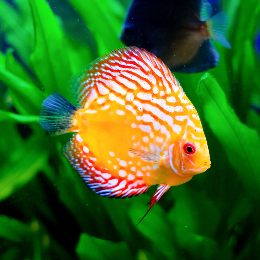 What types of cichlids have you kept?