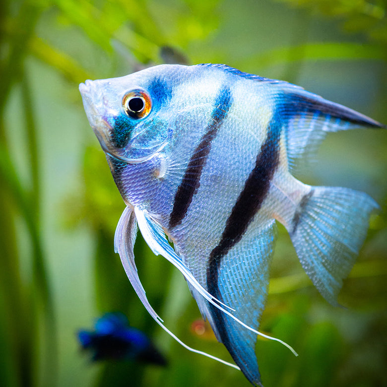 What types of Angelfish have you kept?