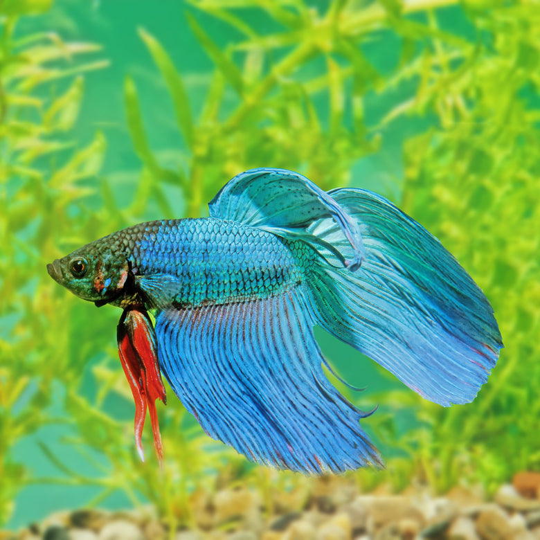 Have you kept a Betta Fish? 🐟