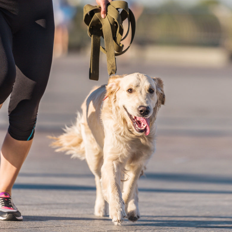 How much exercise does my dog need in a day？