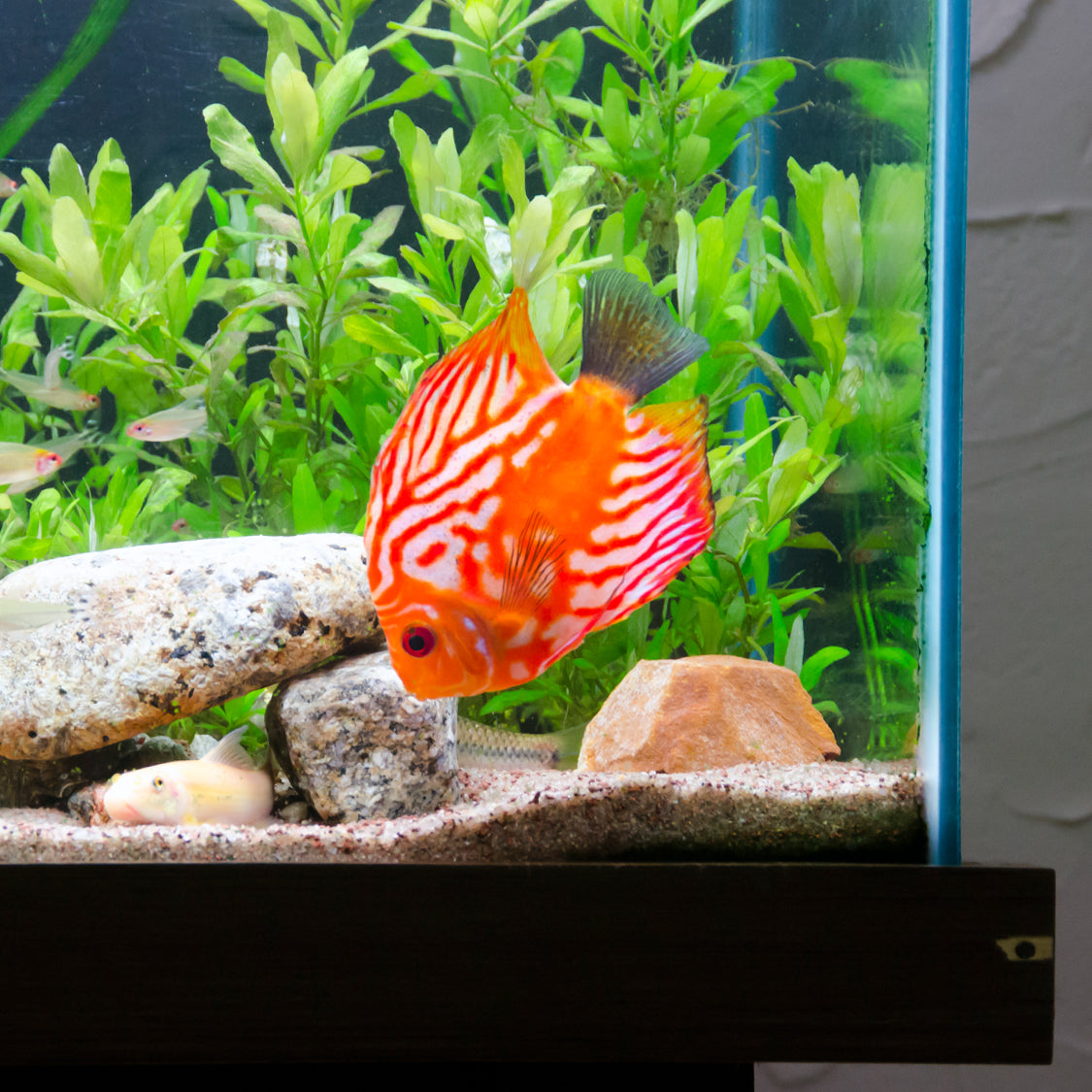 Why is my aquarium cloudy?😮‍💨🐠