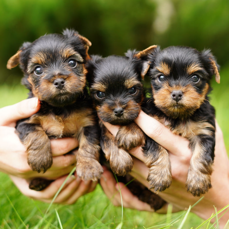 Let's get to know the Yorkshire Terrier!