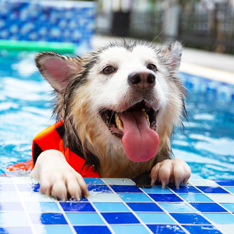 How to Keep Dogs Cool in Summer Heat 💦✨