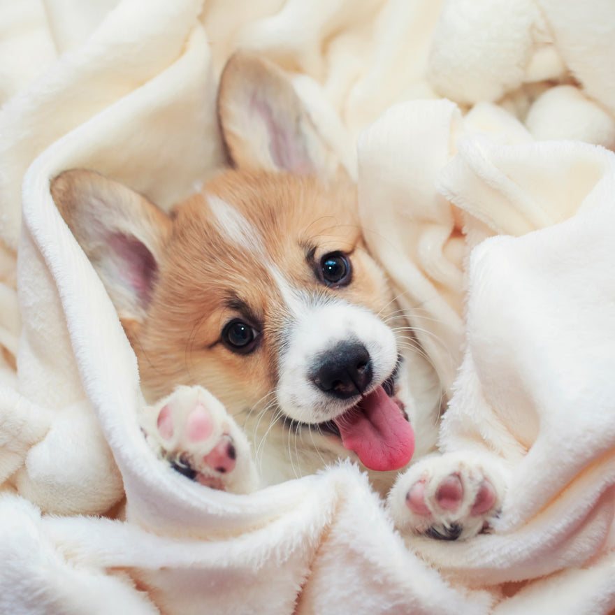 Have you ever noticed that your dog's paws emit an unusual odor?