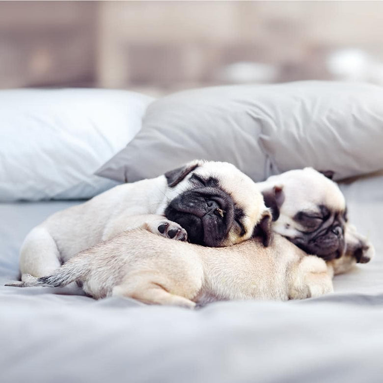 Do Dogs Dream? Fun Facts About Dog Sleep😜