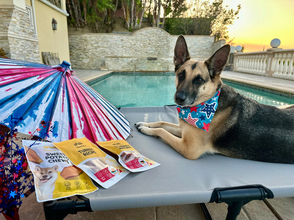 How to Choose the Right Dog Treats (Vet-Approved Tips You’ll Want to Know!)