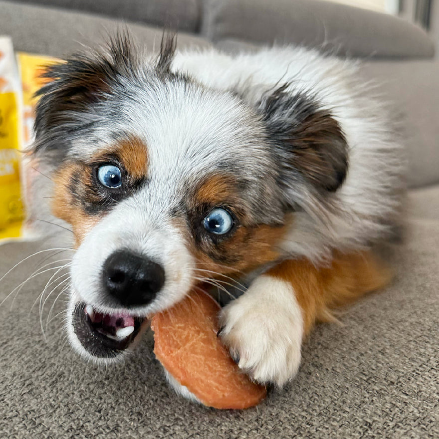 𝗛𝗼𝘄 𝗺𝘂𝗰𝗵 𝗽𝗿𝗼𝘁𝗲𝗶𝗻 𝗱𝗼𝗲𝘀 𝗺𝘆 𝗱𝗼𝗴 𝗻𝗲𝗲𝗱? 🐾