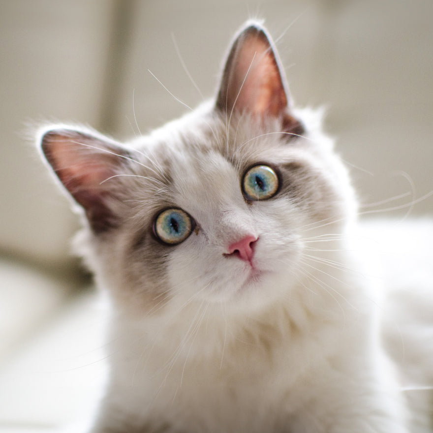 <span data-mce-fragment="1">𝗘𝘅𝗽𝗹𝗼𝗿𝗲 𝘁𝗵𝗲 𝘄𝗼𝗿𝗹𝗱 𝗼𝗳 𝗥𝗮𝗴𝗱𝗼𝗹𝗹 😺</span>