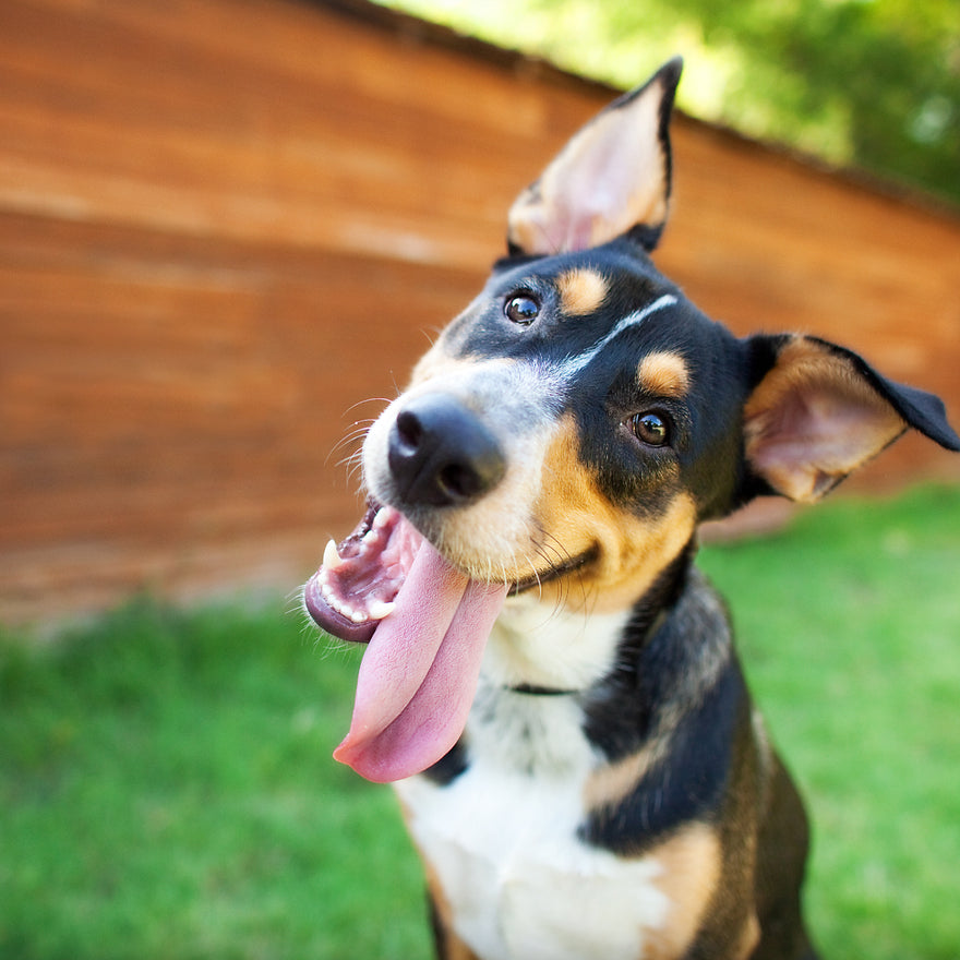 Does your dog exhibit any of the below symptoms during hot weather?