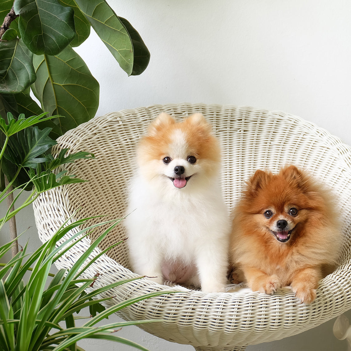 Plants that are harmful to cats and dogs