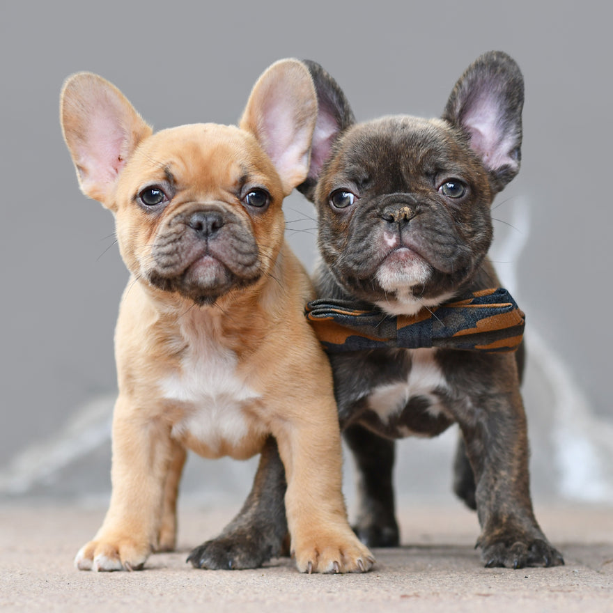 The French Bulldog Daily 😜