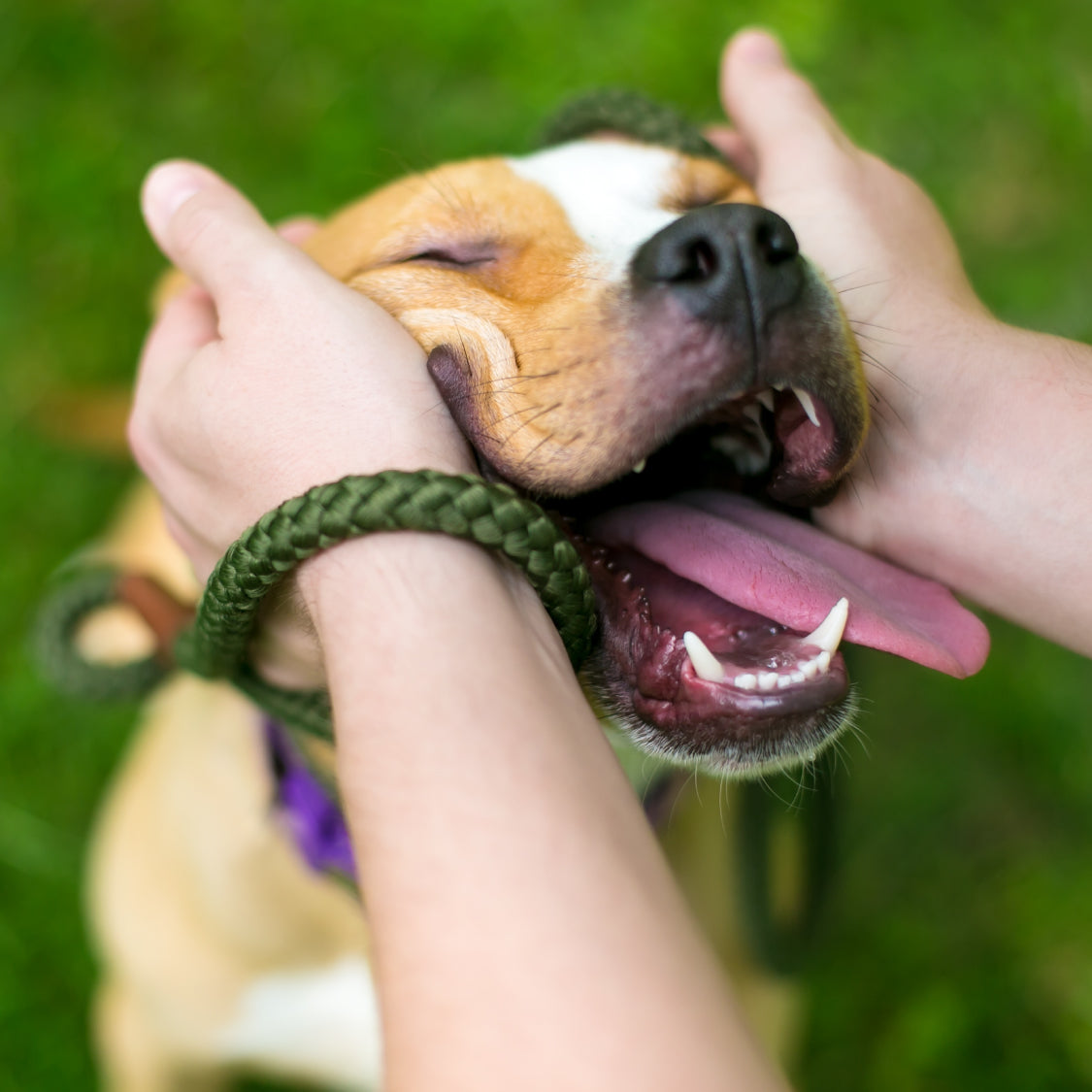 What can I do when my dog has stinky breath❓