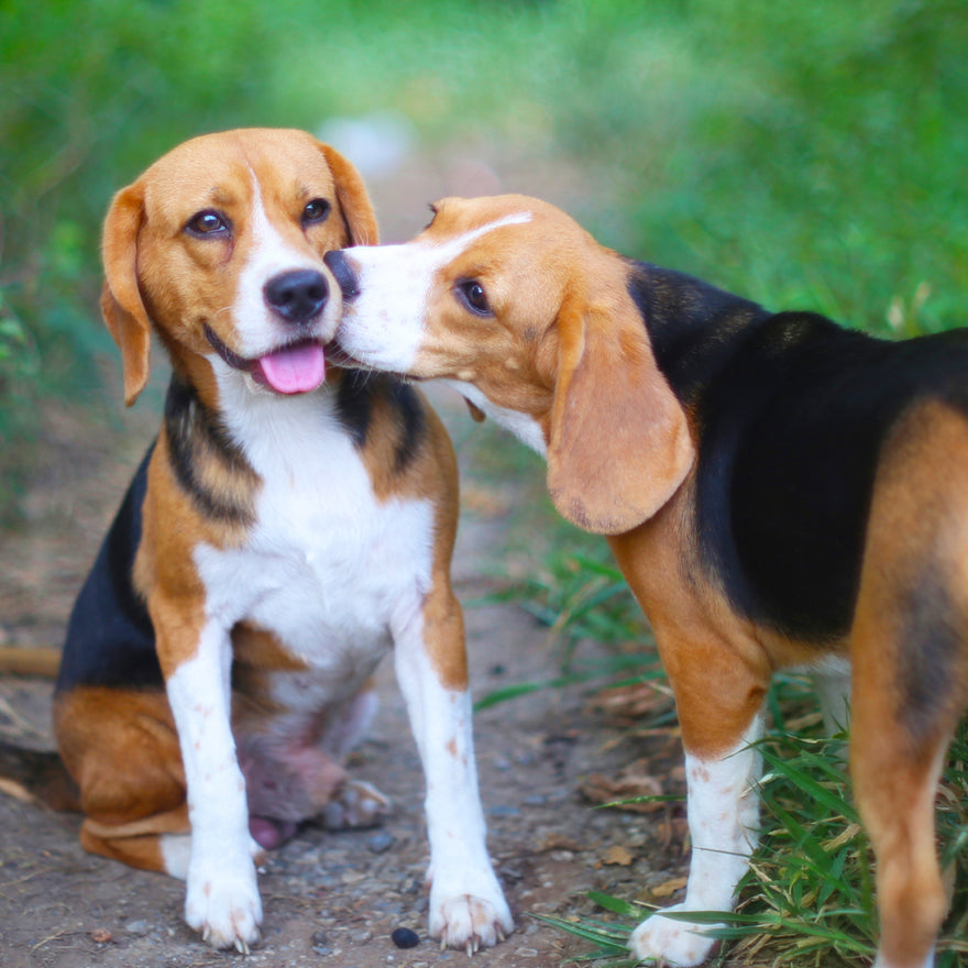 The Beagle Daily🐶❤️