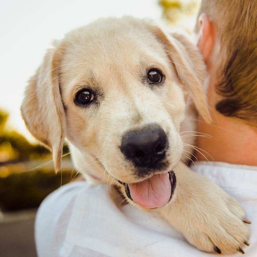 🔍 Functions of a dog's whiskers