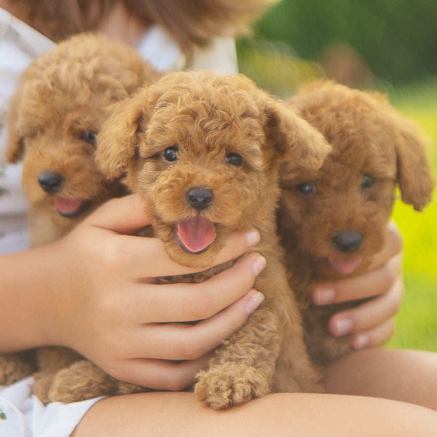 The Poodle Daily 😜