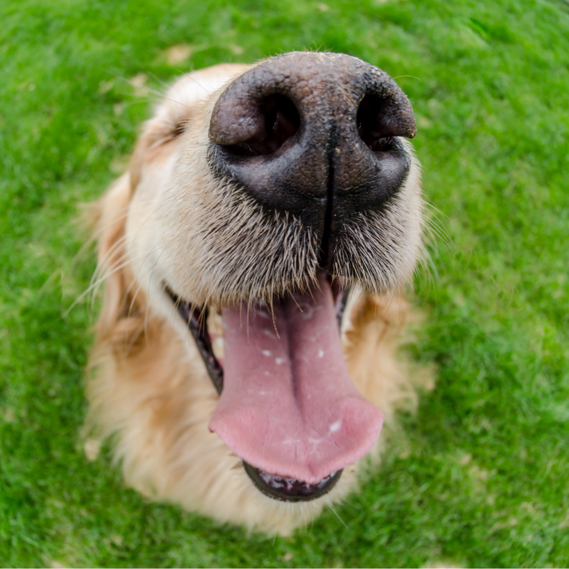 The Mystery Behind a Dog’s Nose💡