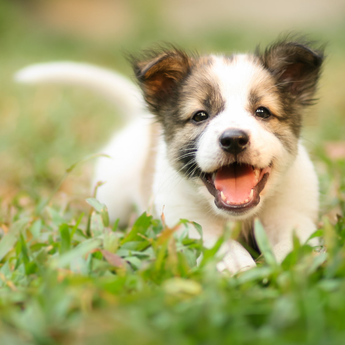 Do you know dog's tail can tell you a lot? Happiness or angriness? 😆or😠
