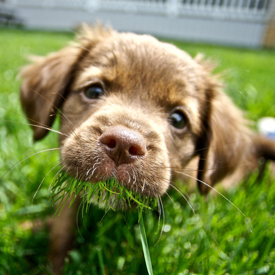 Why is my dog eating grass? Is s/he sick?