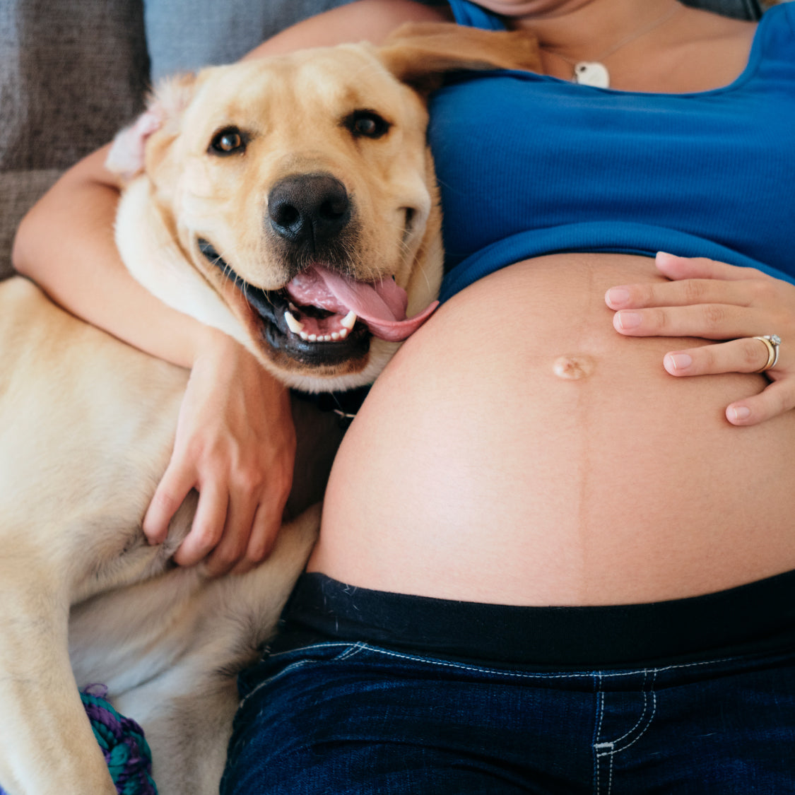 Do you think cats and dogs know if their owner is pregnant?