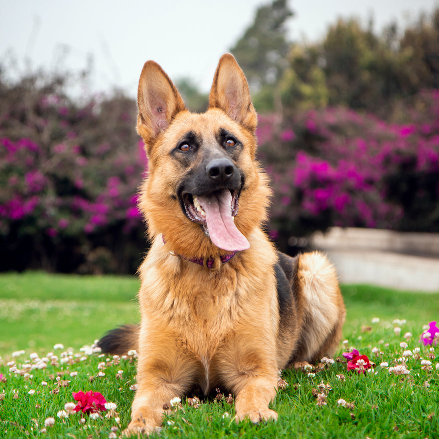 Why Are German Shepherds Used as K-9?