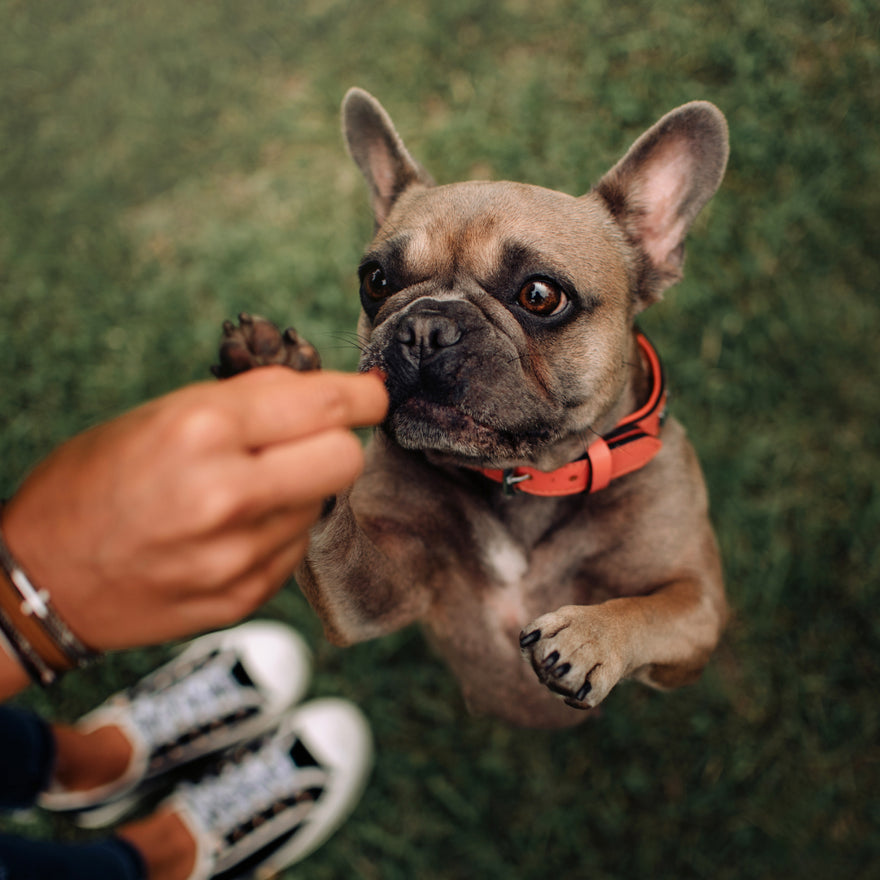 Tips for getting your dog to listen to your commands and improve training