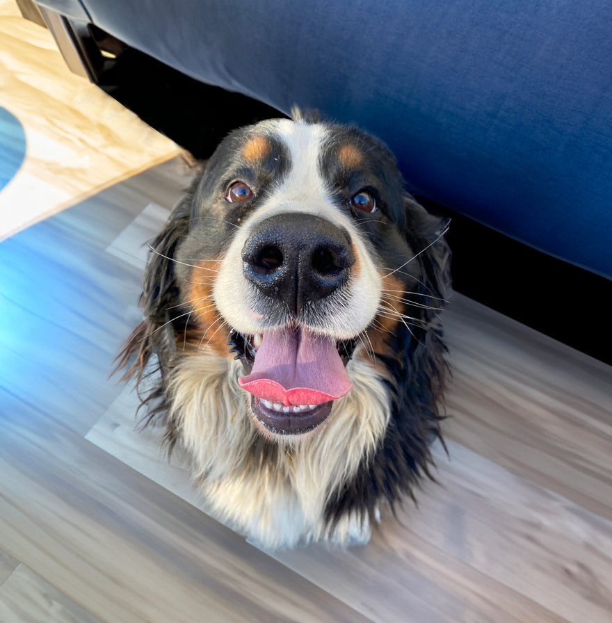 𝗧𝗵𝗲 𝟱 𝗖𝗼𝗺𝗺𝗼𝗻 𝗛𝗲𝗮𝗹𝘁𝗵 𝗣𝗿𝗼𝗯𝗹𝗲𝗺𝘀 𝗶𝗻 𝗗𝗼𝗴𝘀 𝗮𝗻𝗱 𝗣𝗿𝗲𝘃𝗲𝗻𝘁𝗶𝗼𝗻 𝗠𝗲𝘁𝗵𝗼𝗱𝘀