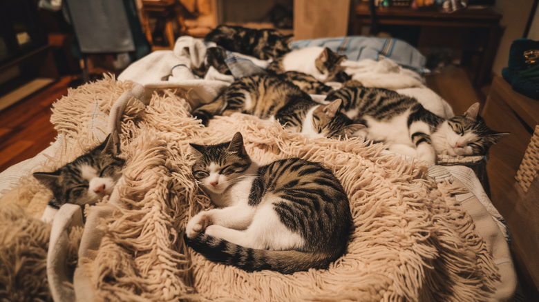 Why Do Cats Sleep So Much?