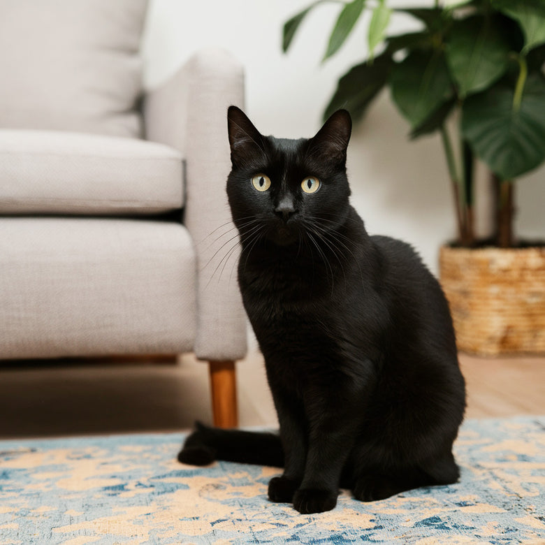 Bombay cat introduction