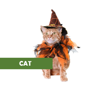 For Cat