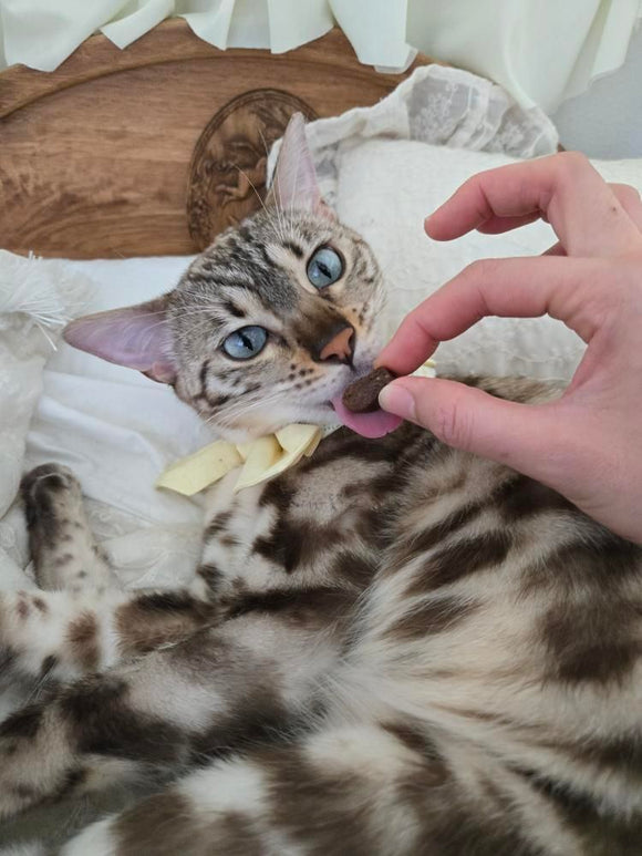 iPaw - L - Lysine Chews for Cats