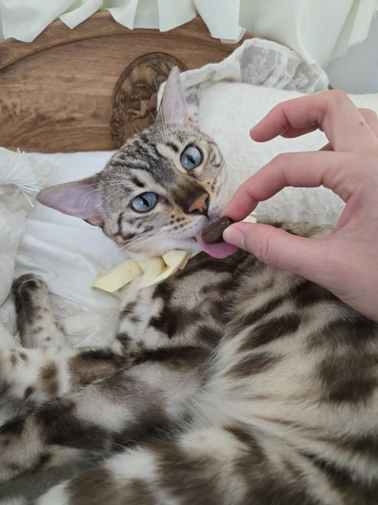 iPaw - L-Lysine for Chews for Cats