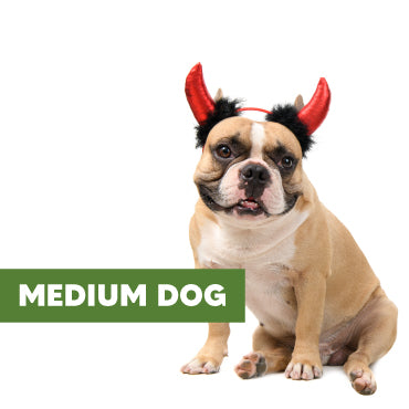 MEDIUM DOG