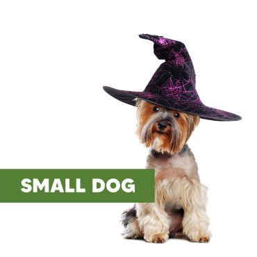 SMALL DOG