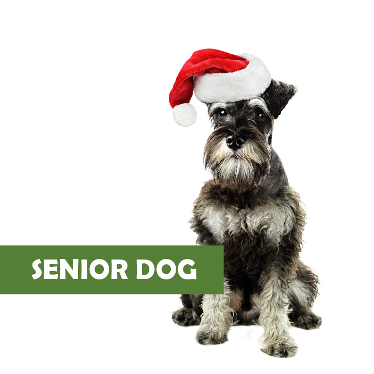 SENIOR DOG