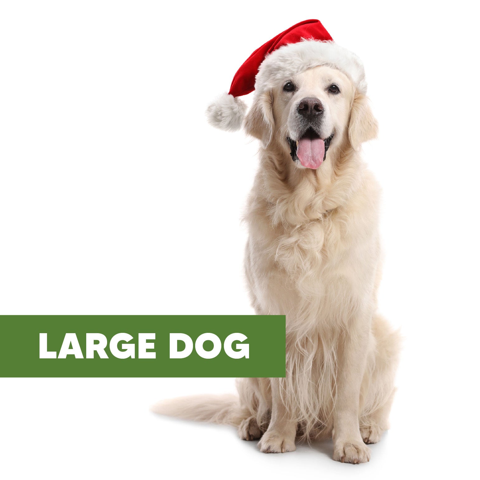 LARGE DOG