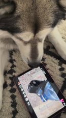 iPaw - Turkey Tendon for Dogs (Large Bone)-6