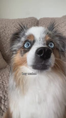 iPaw - Air-dried Turkey Dog Treats-7