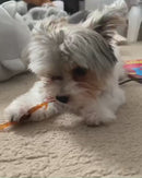 AFreschi & iPaw - Turkey Tendon for Dogs (Strip)-6